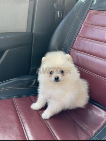 Chiot Spitz - 2