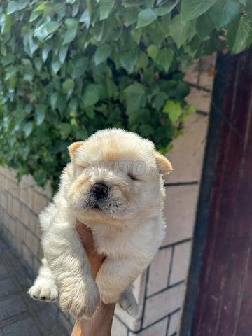 Chiot chow chow - 2