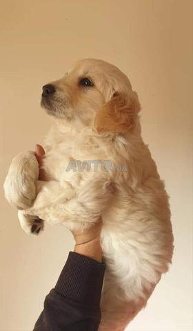 Golden retriever - 2