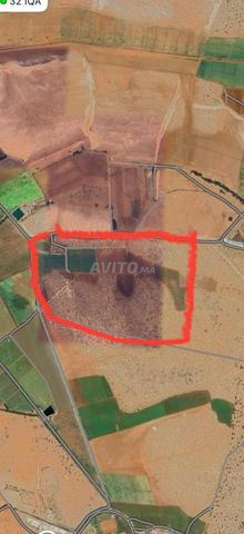 Terrain agricole de 18 hectares à Berkane. - 2