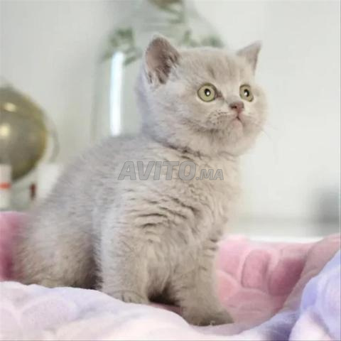 Scottish Fold - 2