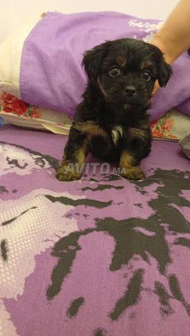 Chienne 🐶 femelle 1 mois - 2