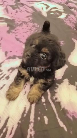 Chienne pékinoise 1 mois - 2