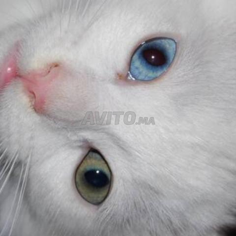 Chats Siamois et Angora - 2