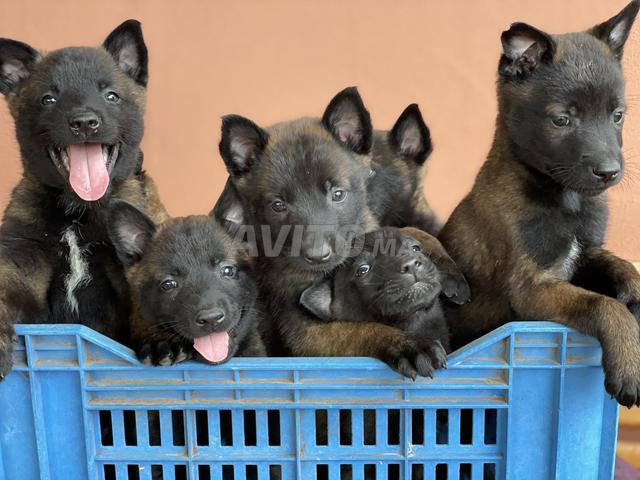 chiots malinois pedigree - 2