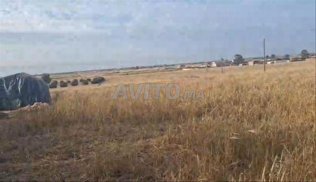 أرض فلاحية بها سكن قديم في سيدي العايدي - 2