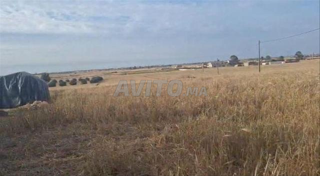 Terrain agricole avec ancienne habitation à Sidi El Ayadi