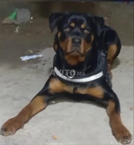 Femelle rottweiler âgée de 10 mois