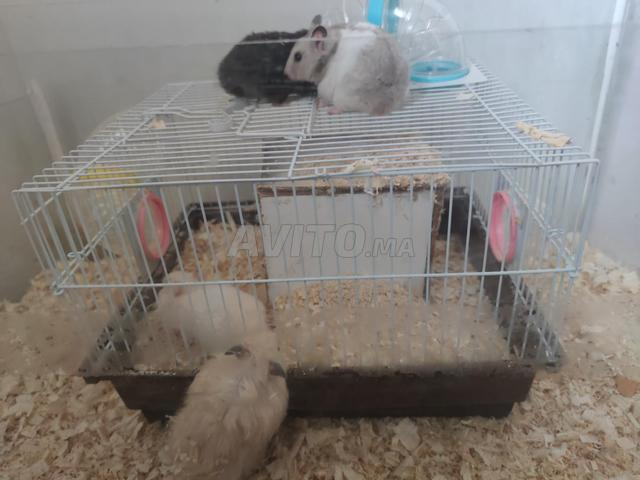 Hamster et Cage - 2
