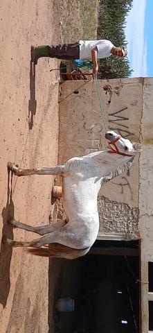 جذع عربي ملتحي
