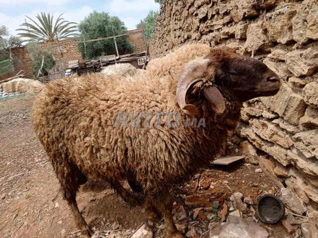 Moutons de l'Aïd à vendre - Vente de moutons