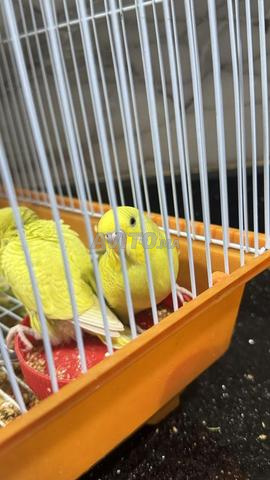 Oiseaux perruches - 2
