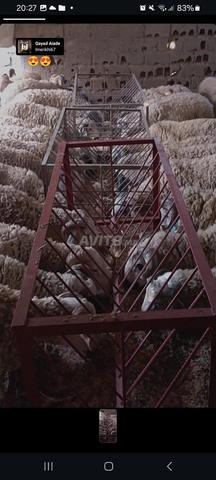 Moutons de l'Aïd à vendre, bons, excellente santé et prix raisonnable