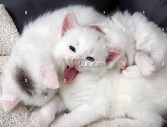 Chaton bébé angora 45 jours - 2