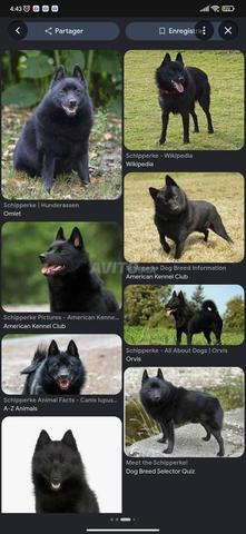 Chihuahua schipperke - 2