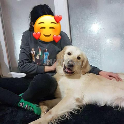 Chiots Labrador Golden - 2