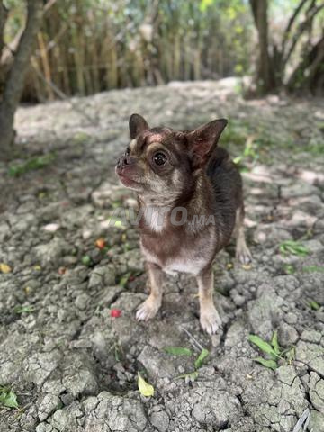 Chien chihuahua