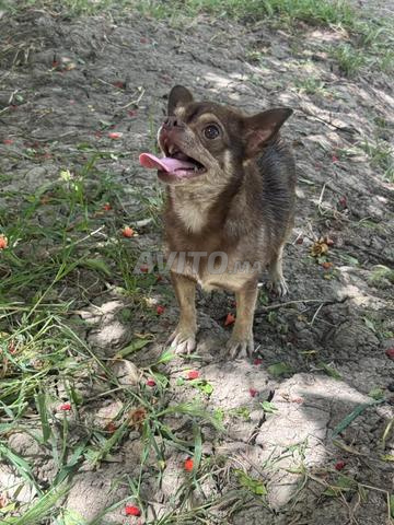 Chien chihuahua - 2