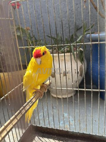 Oiseaux Kakariki à vendre - 2