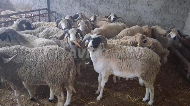 Moutons Sardi pour l'Aïd - Tétouan Tanger Larache - 2