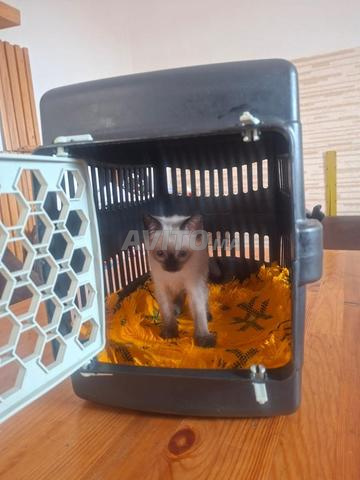 Chat siamois 1 mois et demi - 2