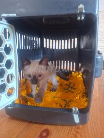 Chat siamois 1 mois et demi - 2