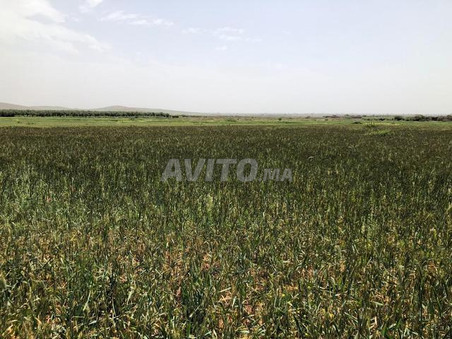 ✨ Terrain prestige 2Ha vue Atlas Marrakech ✨ - 2