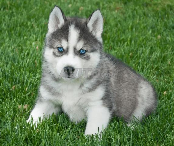 Choix Husky - 2