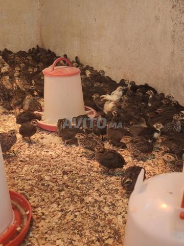 Poussins de caille - 2