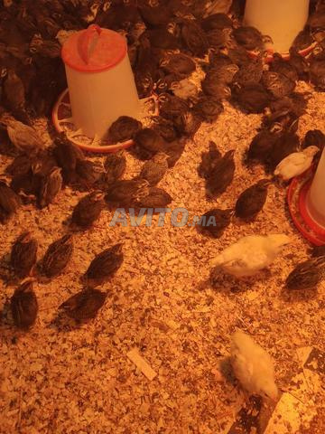 Poussins de caille