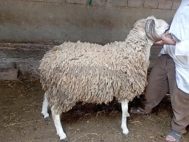 Moutons de l'Aïd à vendre, excellente qualité et prix raisonnable