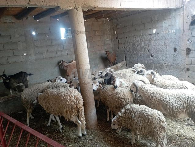 خرفان العيد للبيع، جودة ممتازة وسعر مناسب - 2