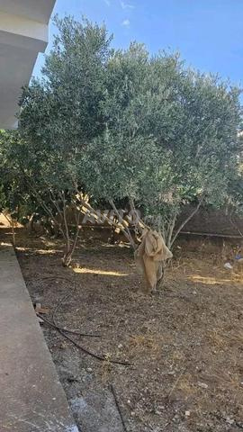 Maison avec jardin à vendre à Oulad Teima - 2