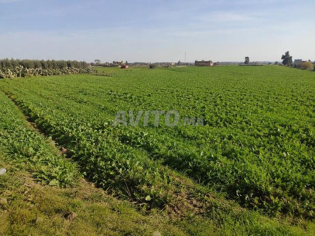 Terrain hawta de 6,5 hectares en bord de route