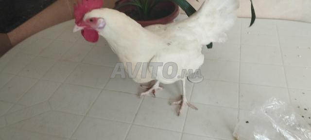 Poussins et poulets - 2