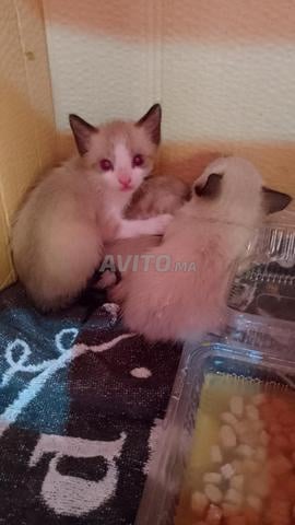 قطط سياموا ناصر صوفي