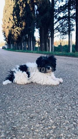 Bichon Havanais