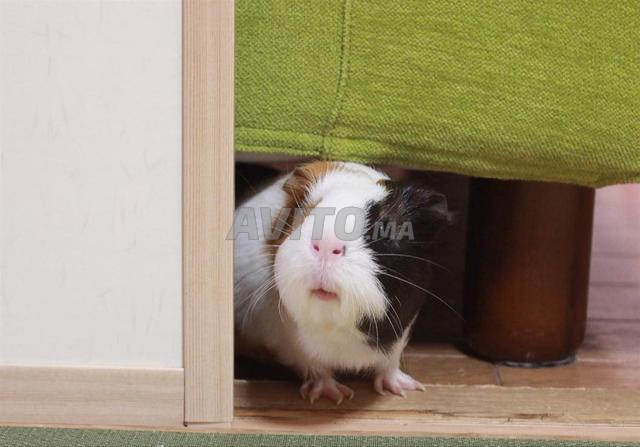 Hamtaro