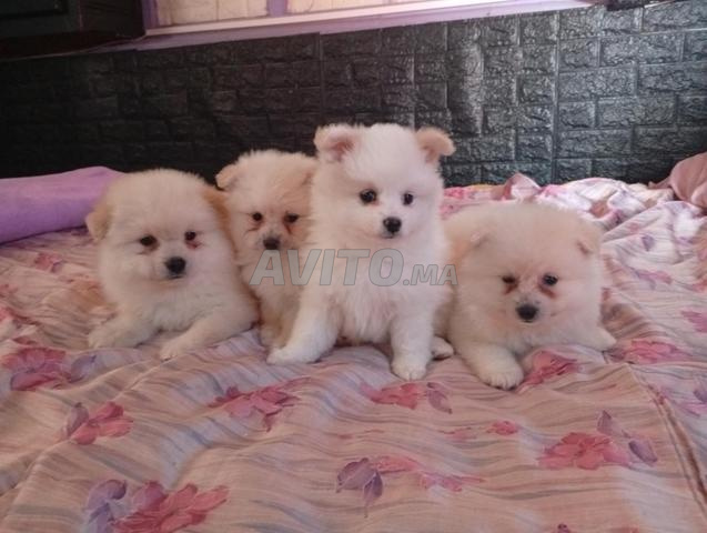 Chiot Spitz Japonais - 2