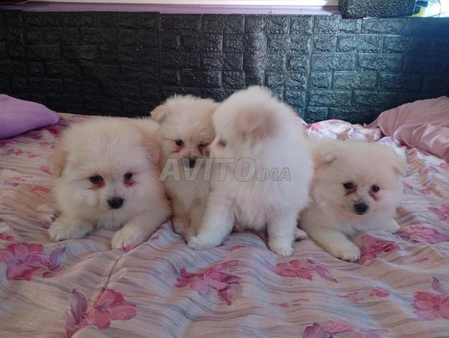 Chiot Spitz Japonais - 2