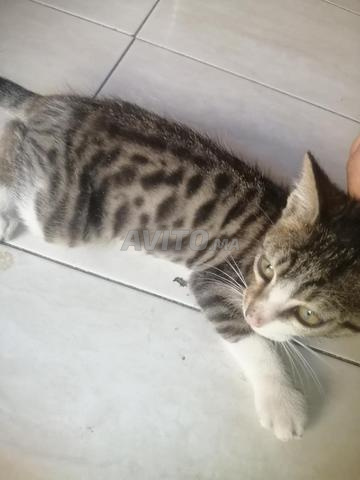 Chat Bengal - 2
