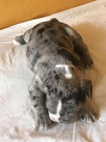 Chiots Bulldog Français - 2