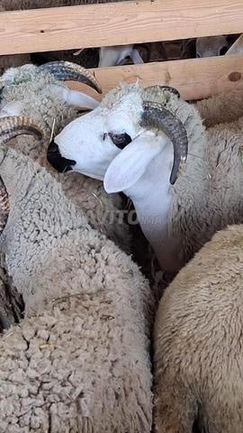 Moutons Sardi - 2