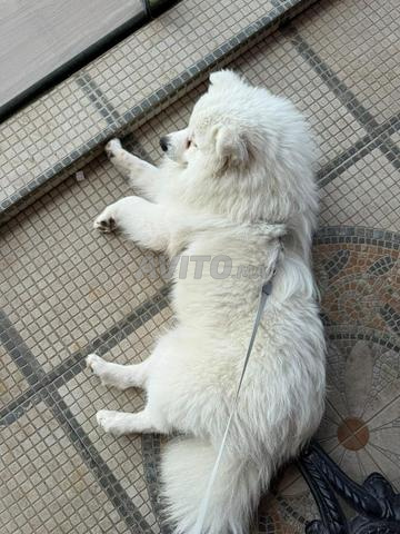 SPITZ JAPONAIS À ADOPTER - 2