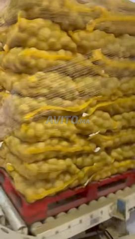 بطاطس للقلي بالجملة