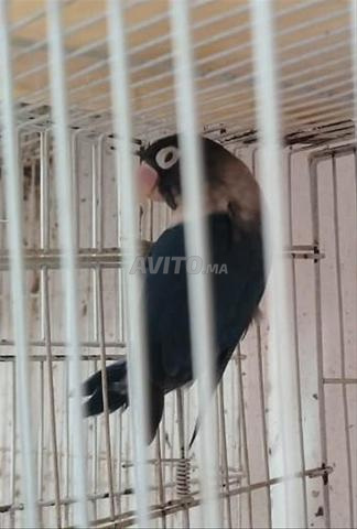 Oiseaux Roseicollis ( Rose ) Couples & Mâles - 2