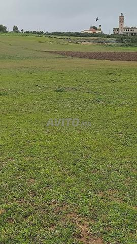 Terrain agricole - 2