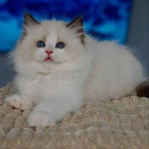 Chatons Ragdoll - 2