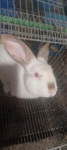 أرانب للبيع 🐰🐰🐇 - 2