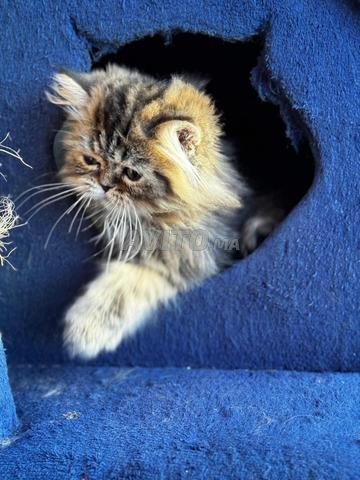 Chaton pur persan - 2